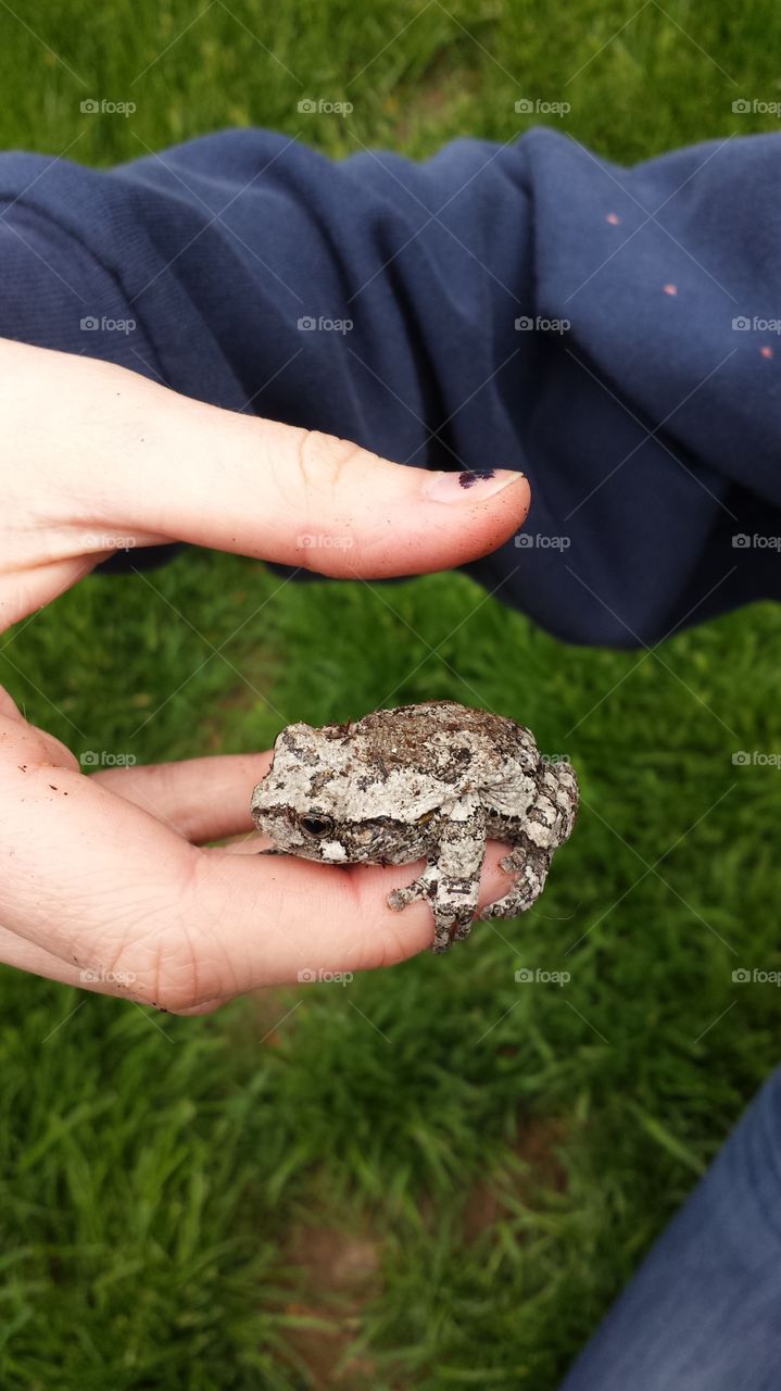 froggy on my finger. a toad in my yard