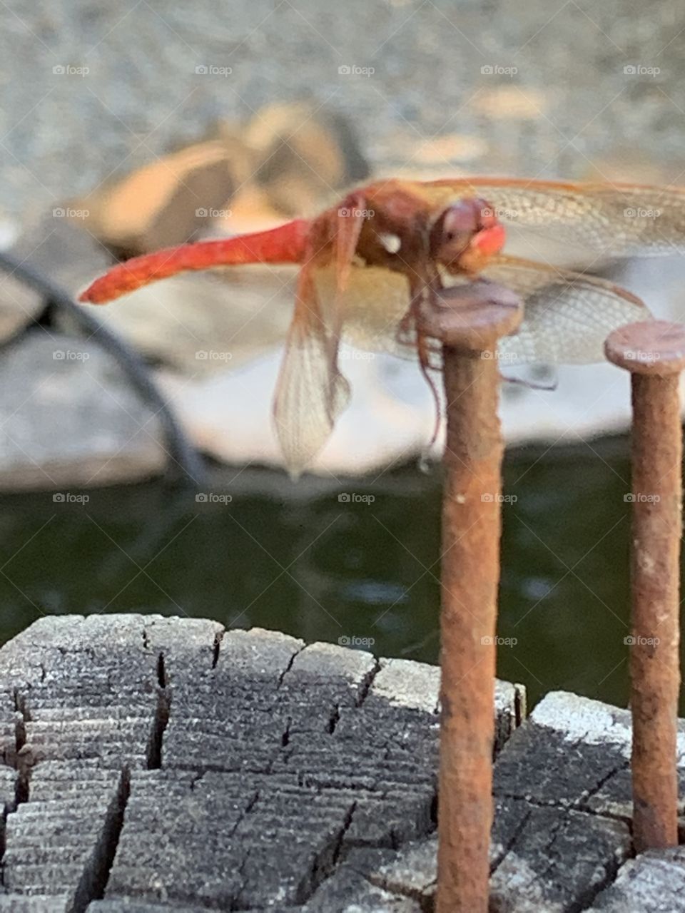 Dragonfly stoped to visit my pond