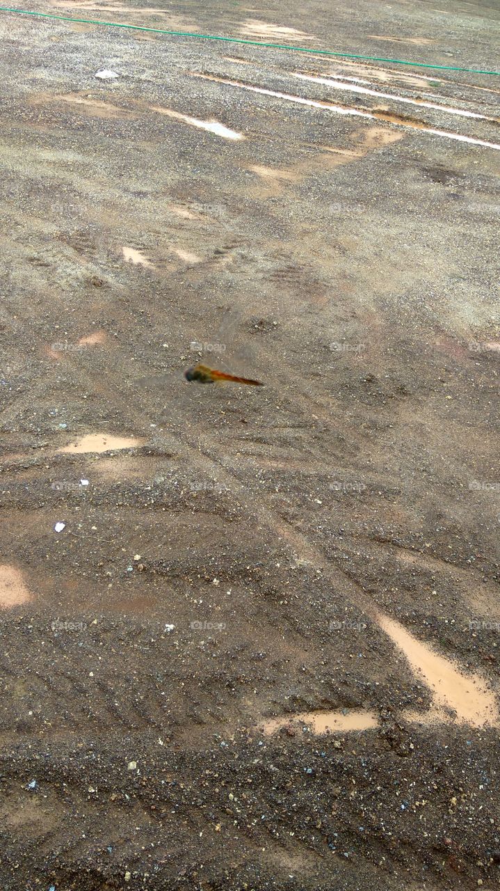 Dragonfly are flying in standard (no moving)