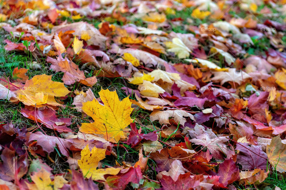 Colorful fallen leaves lying on the ground in the park, beautiful autumn outdoor background, selective focus.