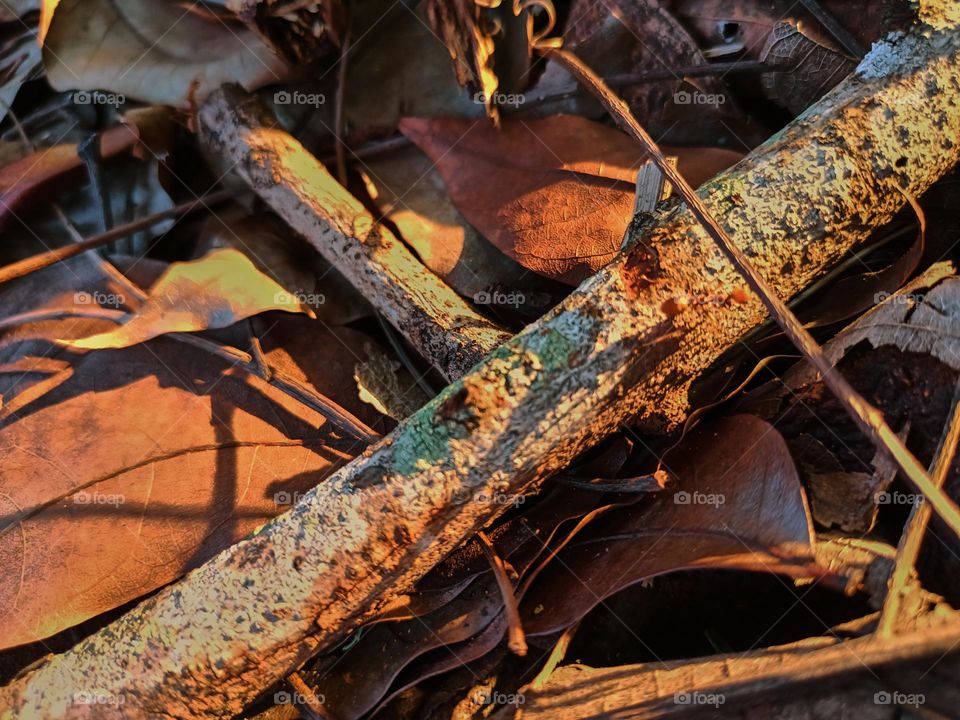 Red ants on the ground in the garden