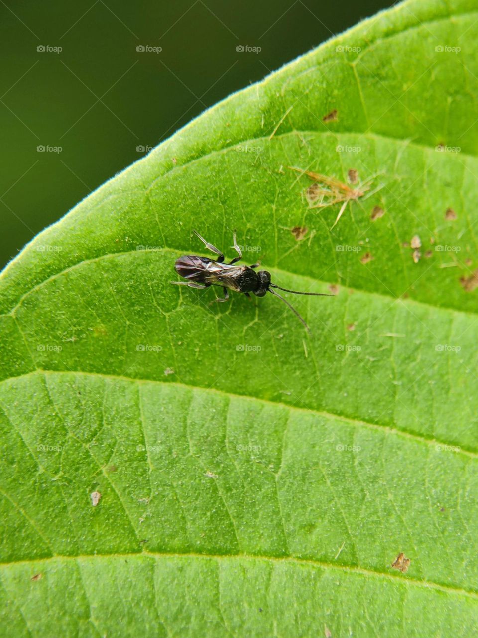 litle wasp and leaf