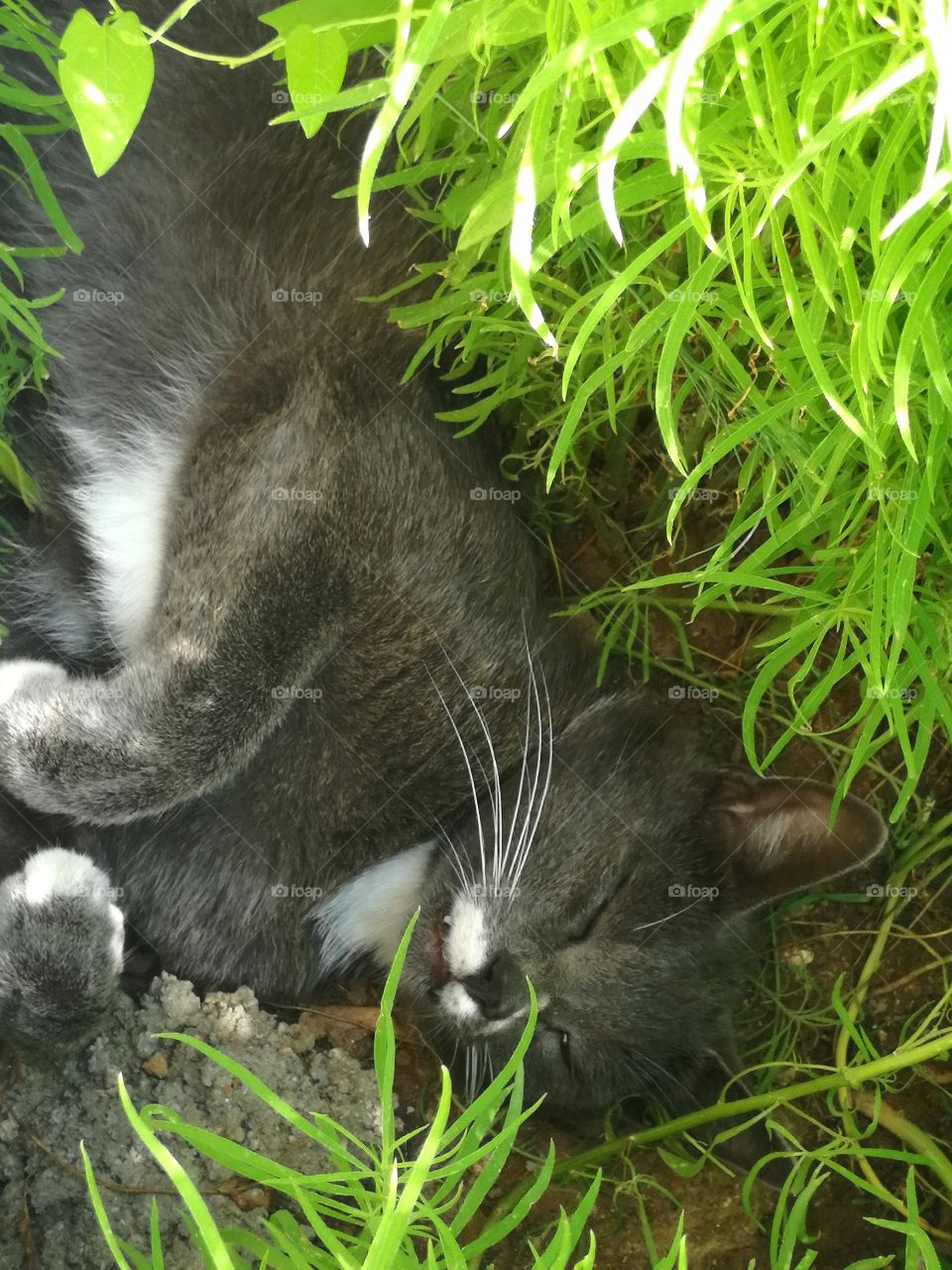 Fun animals and pets