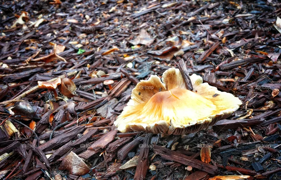 fall