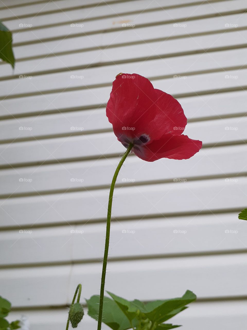 Red Poppy Wall