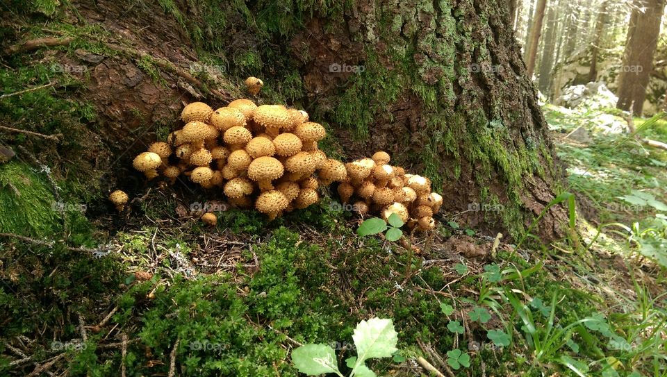 Mushroom party