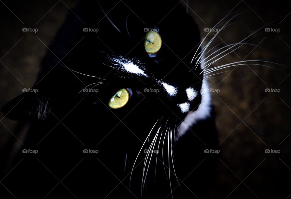 Cat Looking Up, Curiosity Killed The Cat, Curious Cat, Cat Eyes, Cat With White Whiskers, Details Of A Cat, Cat In England, England’s Elegance 