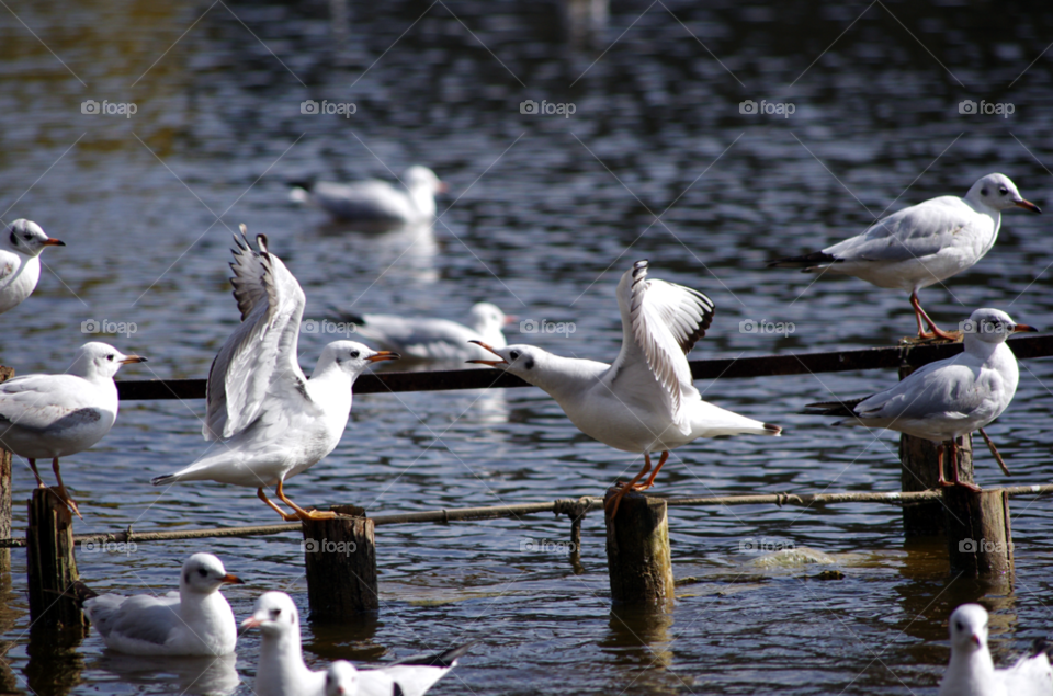 birds seagull sea gull shout by wofind