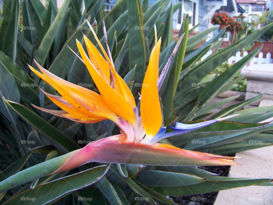 Bird of Paradise