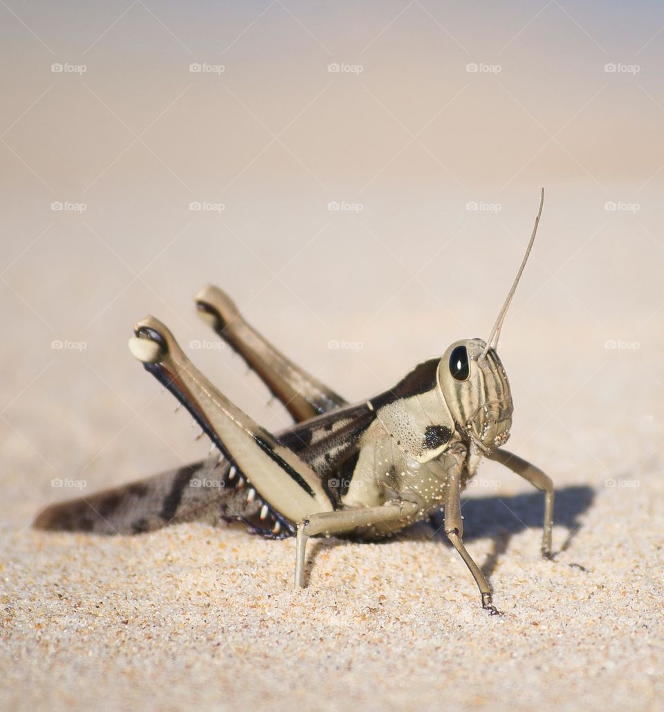 Locust at the beach