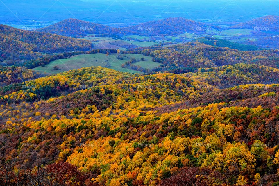 mustard mountain tops