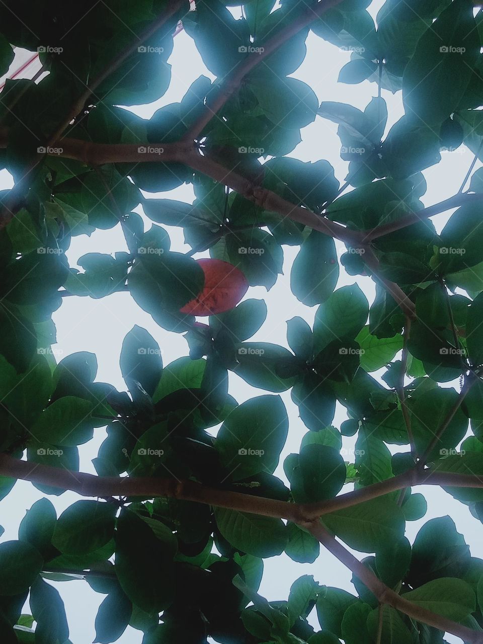 ravarma vanguvo   Happy journey, Unique red, Red & Green leafs