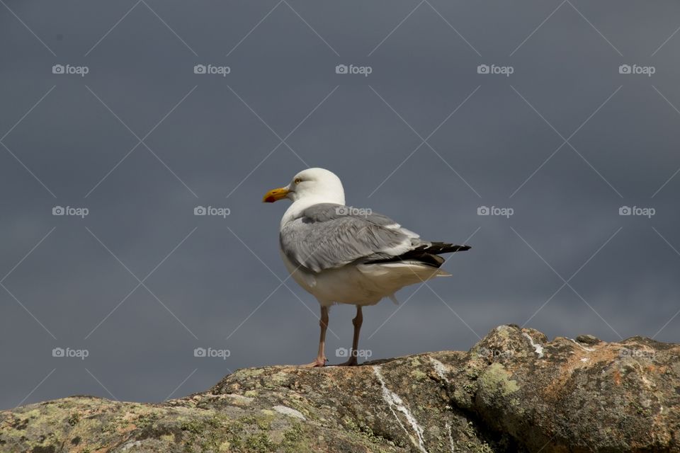 seagull on the rocks