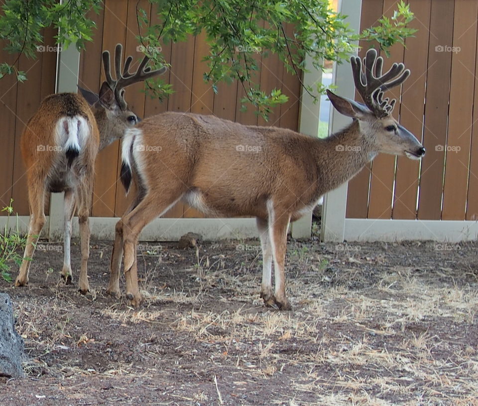 A couple of bucks in velvet find their way into a neighborhood in Central Oregon to do their foraging. 