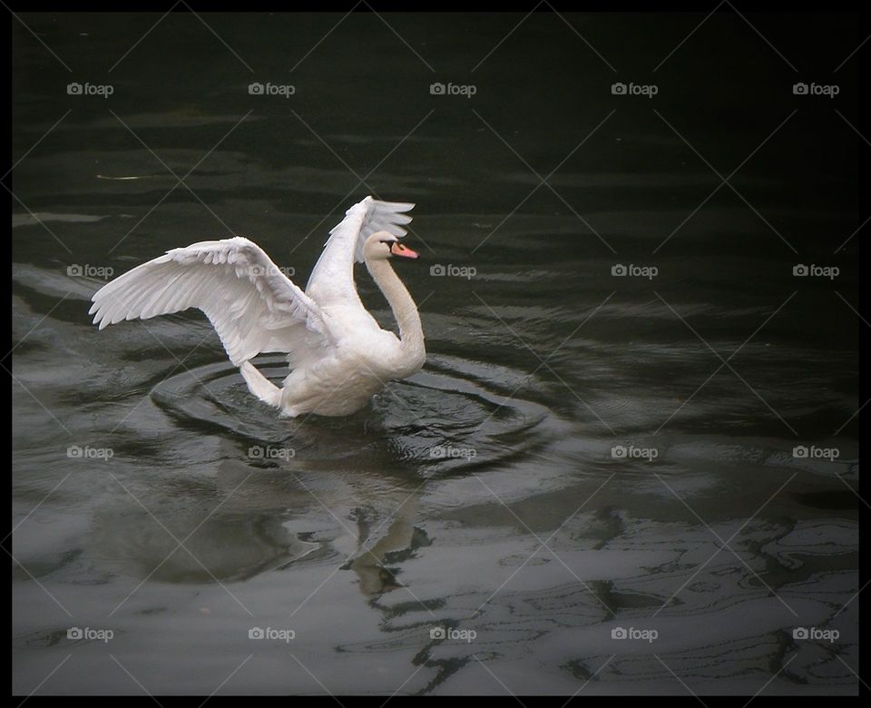 Cigno, luci e ombre 