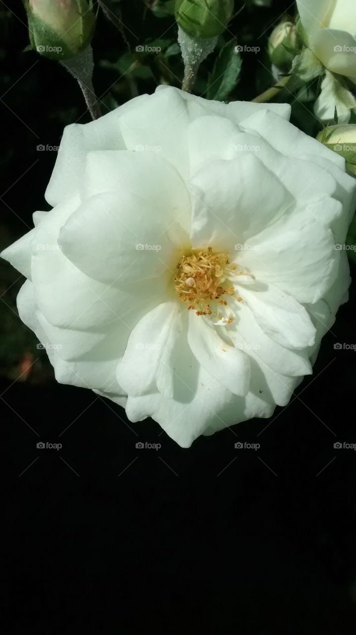 roseira branca