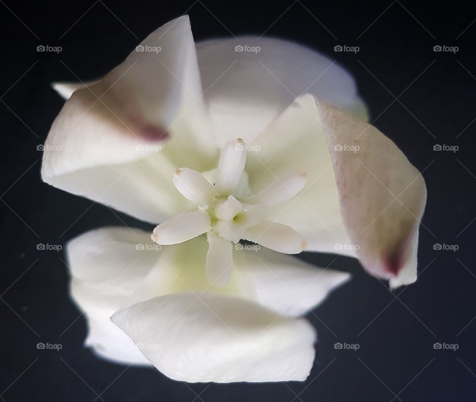 The unusual bell type flower of a yaka palm. Petals carefully opened to reveal a flower inside a flower.