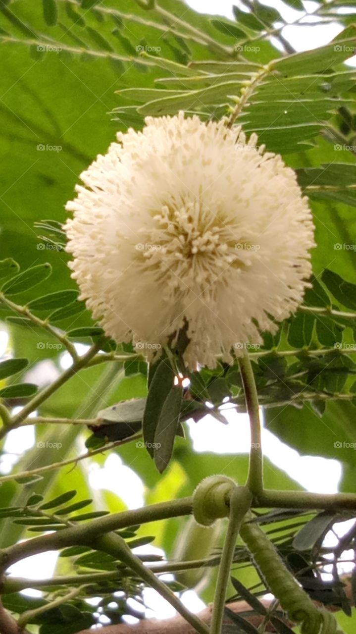 Parkia flowers