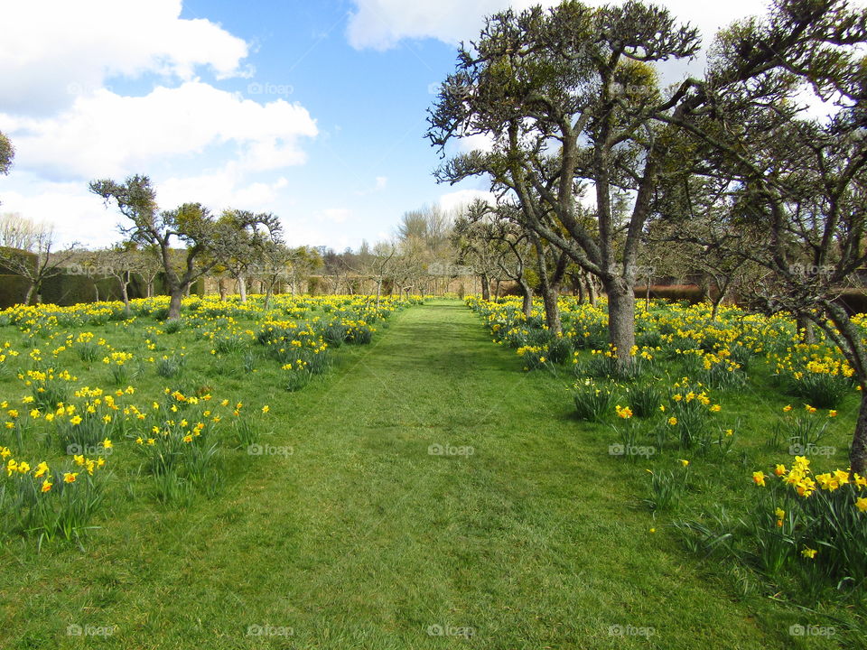 daffodils Forest