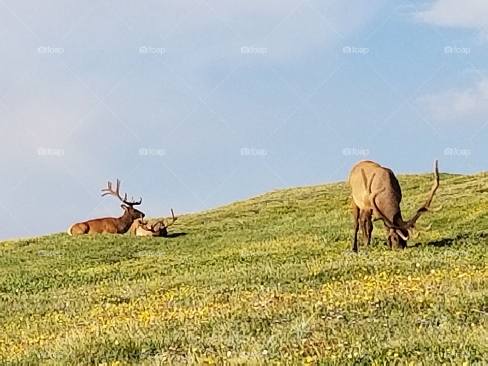 elk