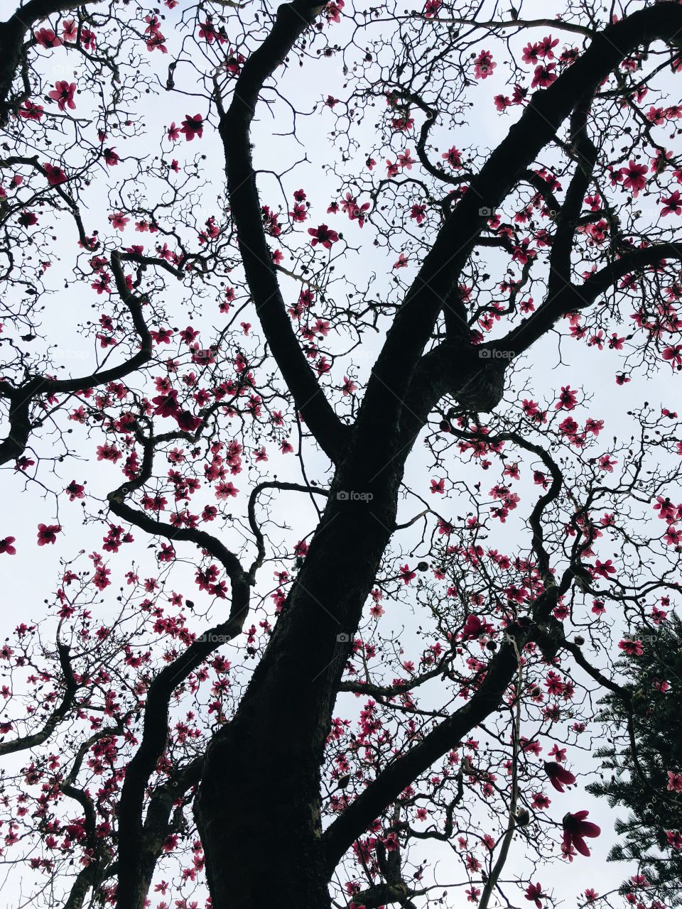 Cherry blossom tree from below