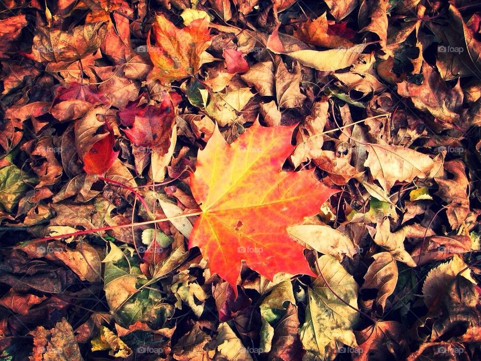 Red, orange, leaf, fall, autumn