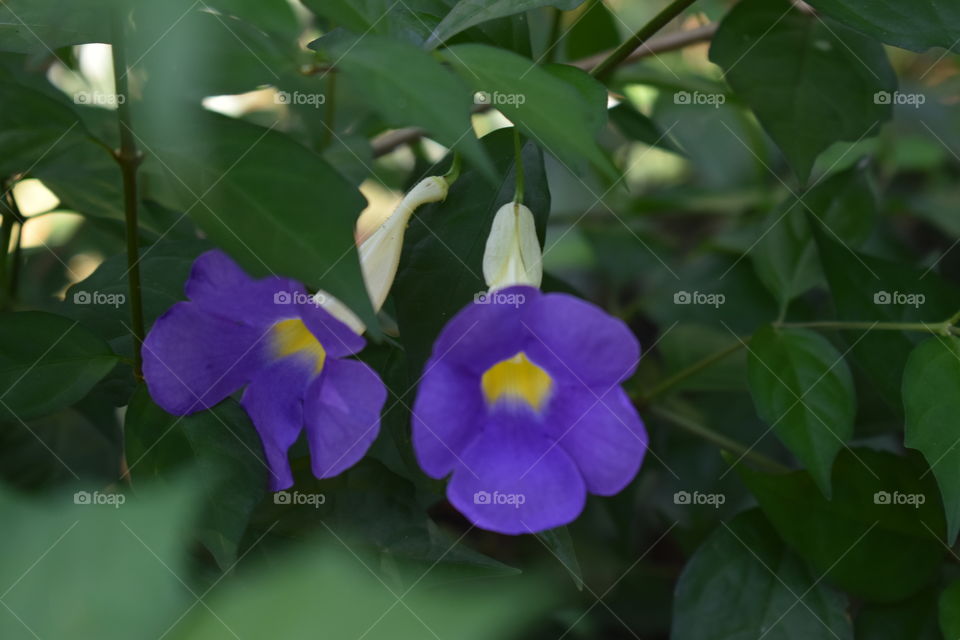 purple flowers inside spice plantation, Goa, India