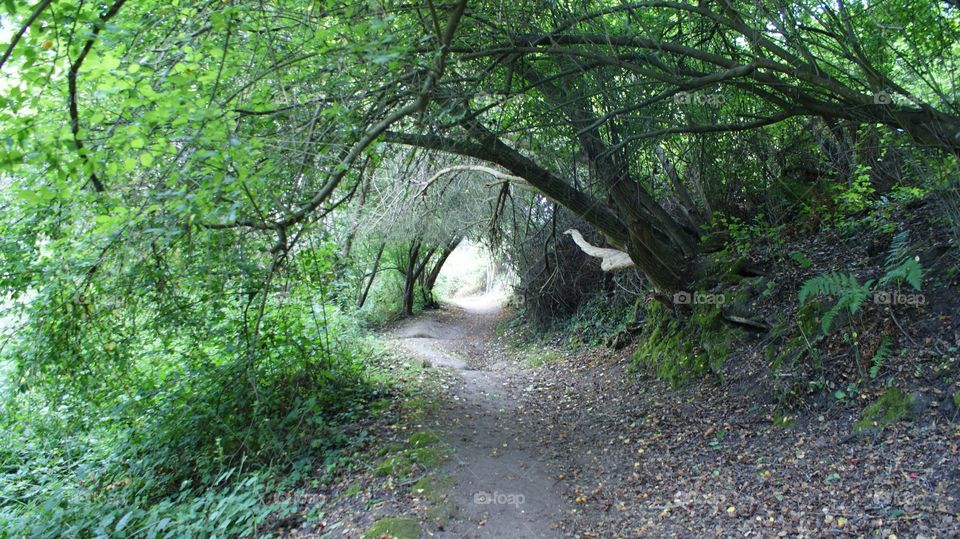 Summer hiking trail