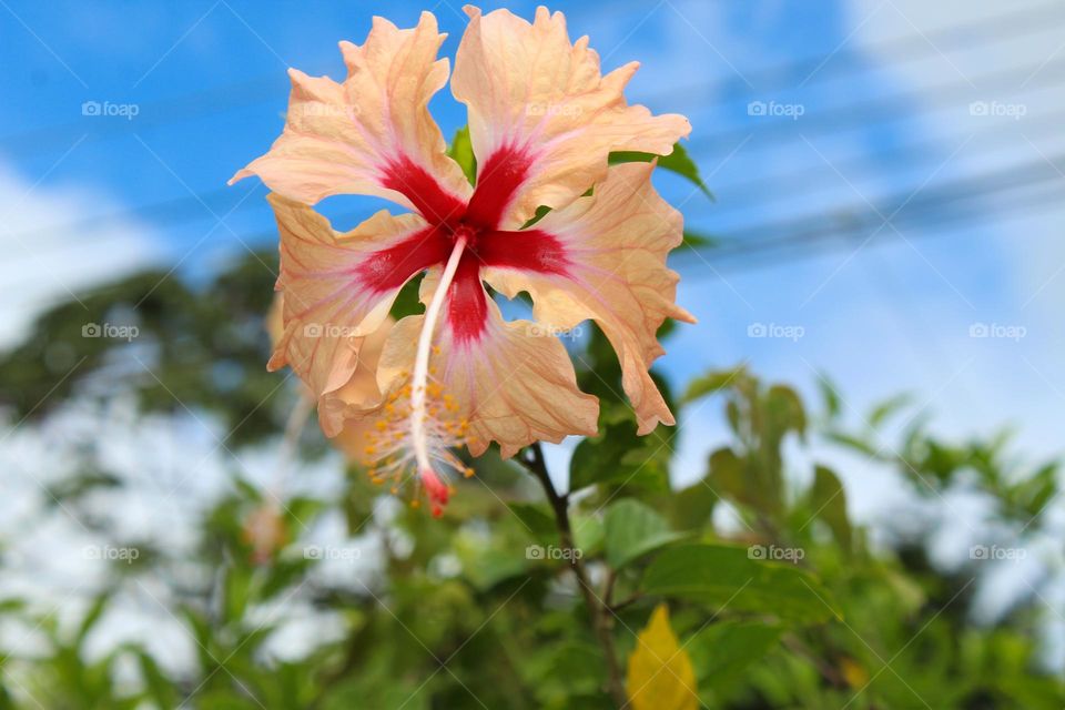 Close up of orange Hibiscus flower.  Single flower in natural environment