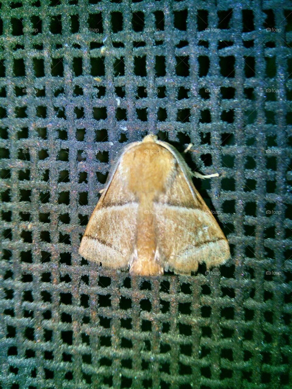 A Moth.