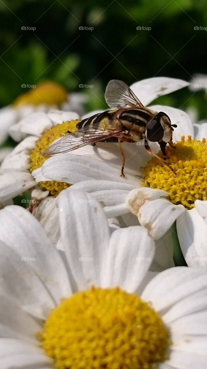 feeding hover fly on a flower