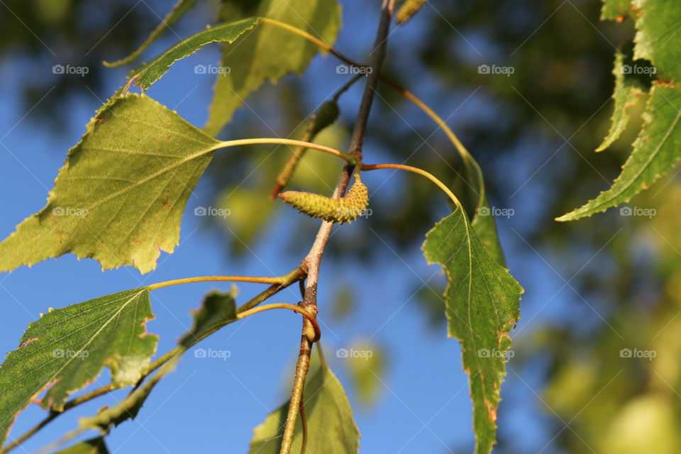 tree branch