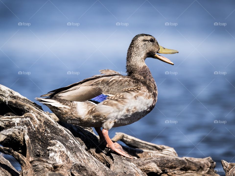 The beautiful Mallard speaks her mind the one fortunately I cannot translate.