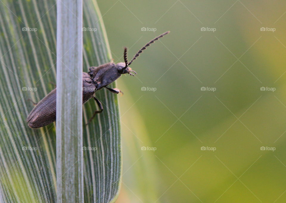 Black Beetle