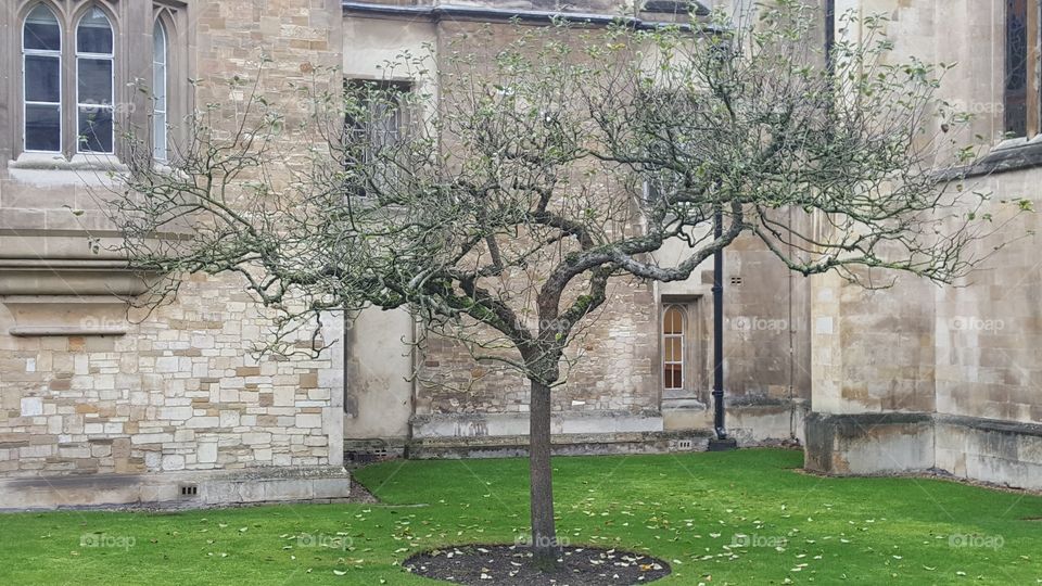 Newton's apple tree