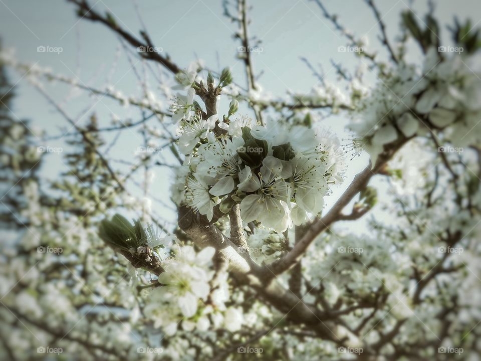 Prune tree in bloom my yard