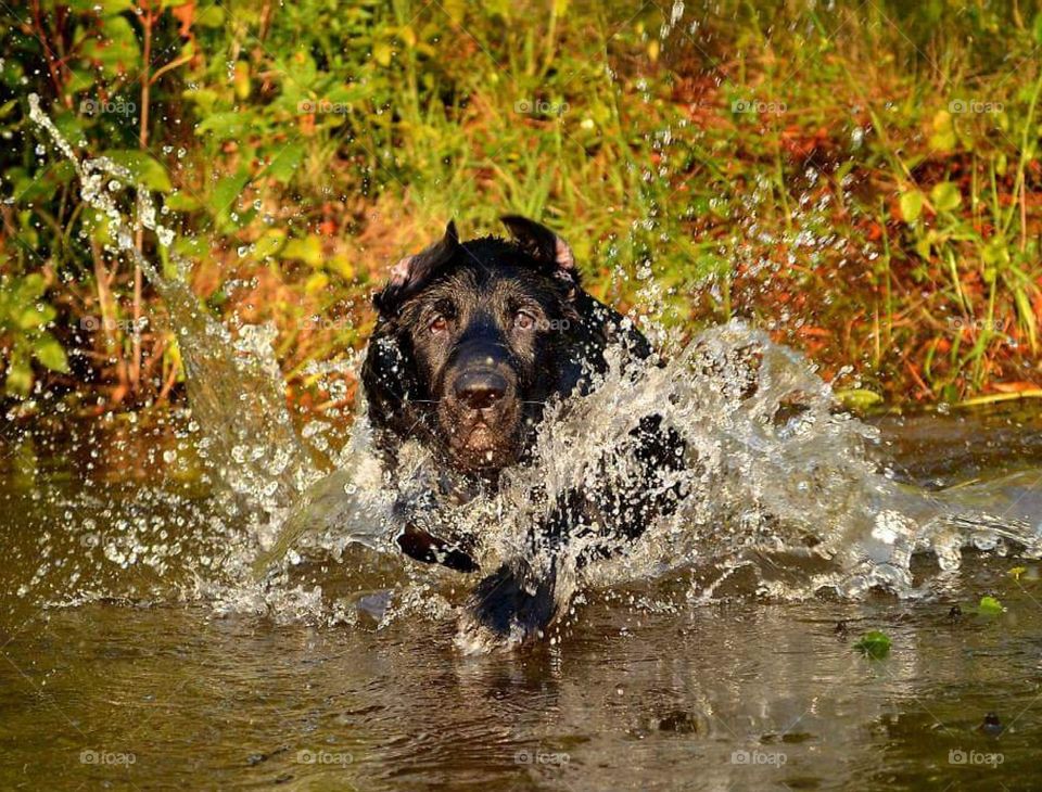 waterdog