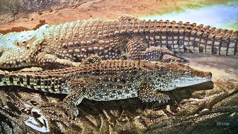crocodil