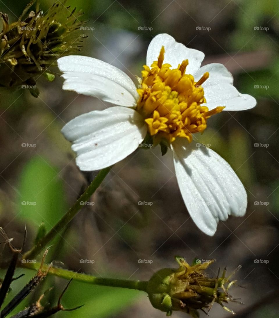 Nature, No Person, Flower, Flora, Pollen