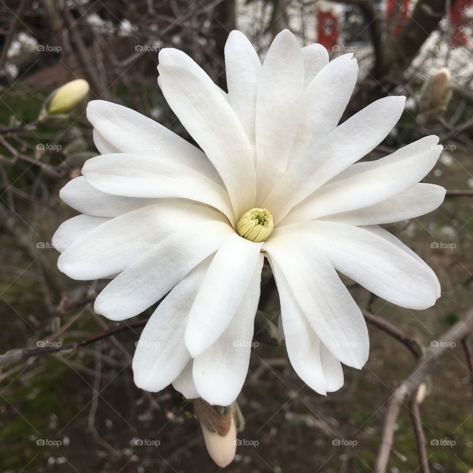 Star Magnolias in April