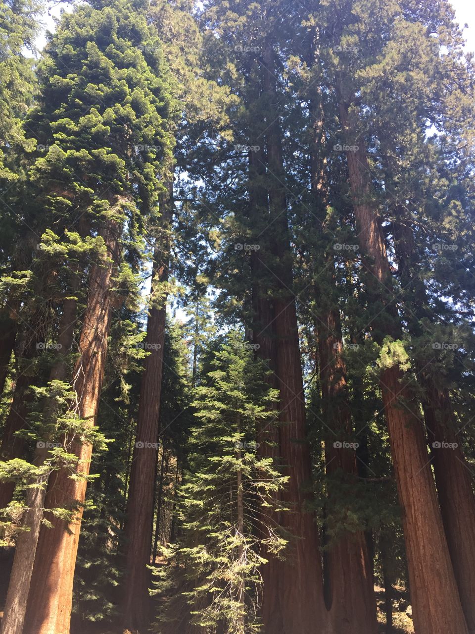 Sequoias