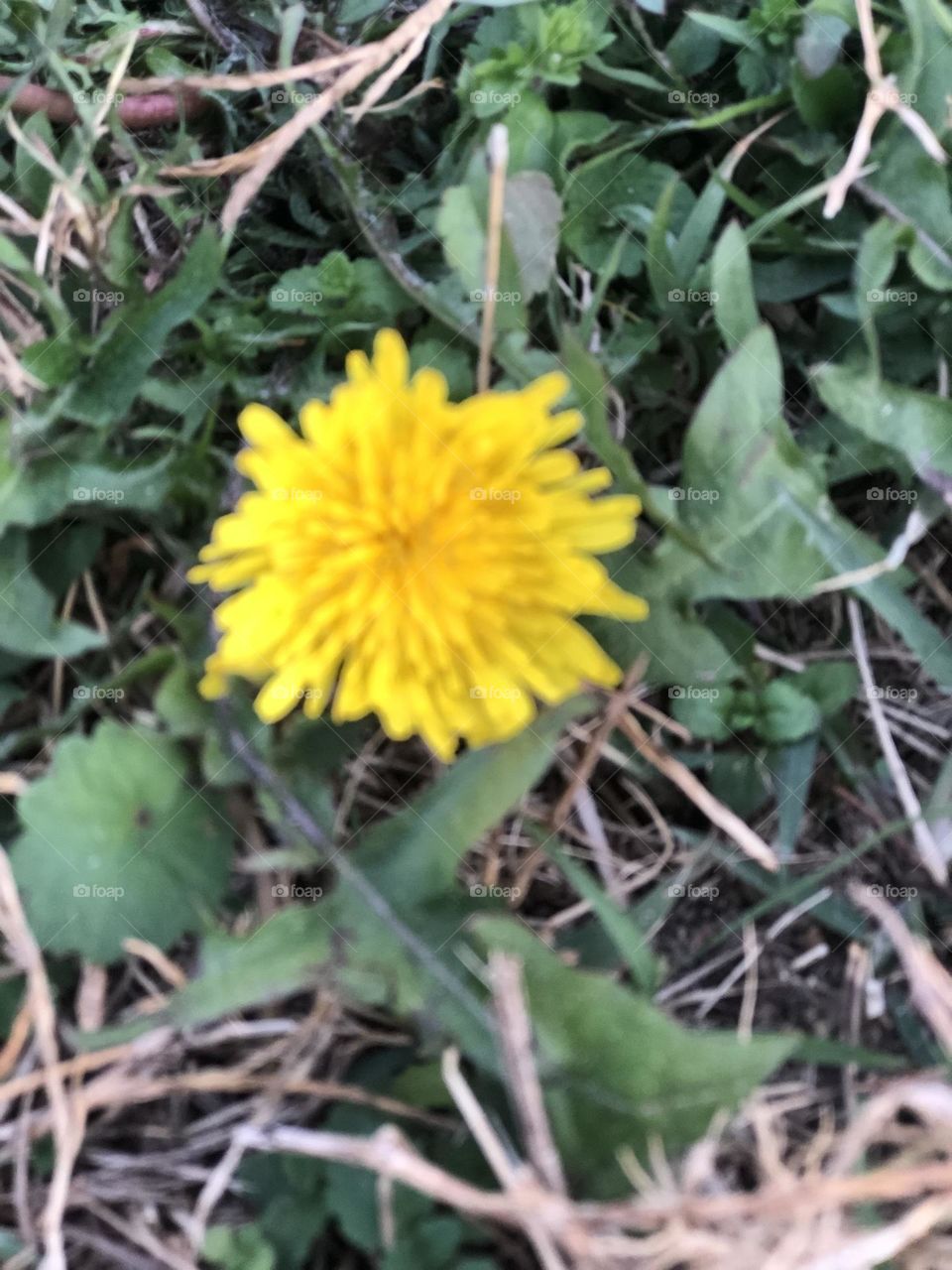 Perseverance-dandelion in November 