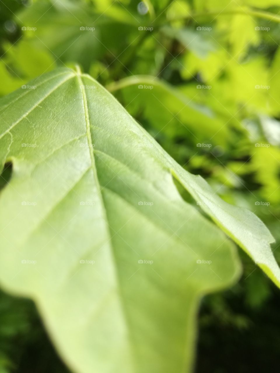 Beautifully green leaf shot close up.