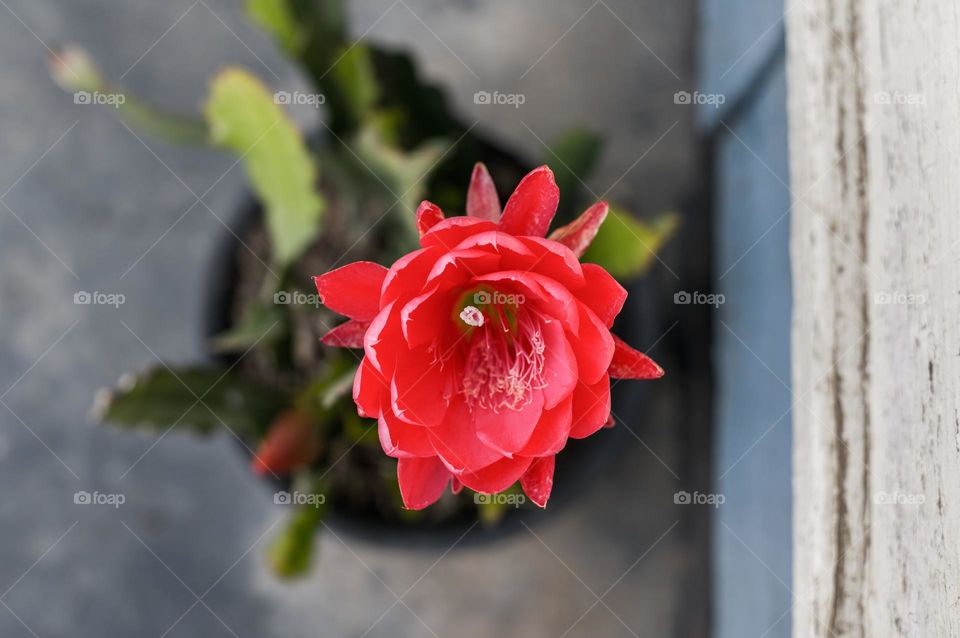 cactus plant flower blooming in the spring season
