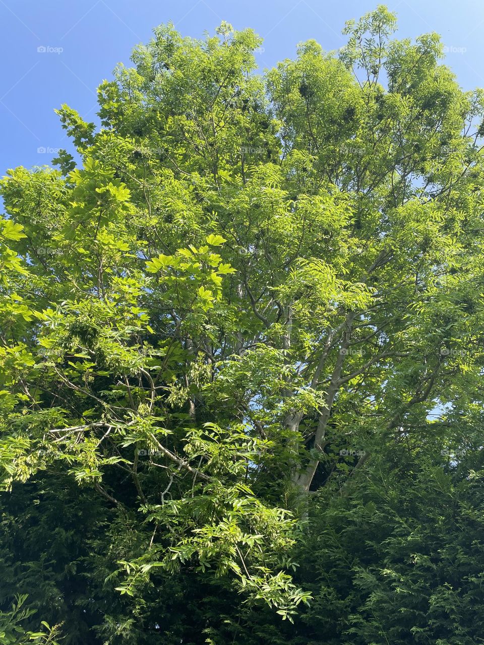 A glorious summer day in Cheshire 