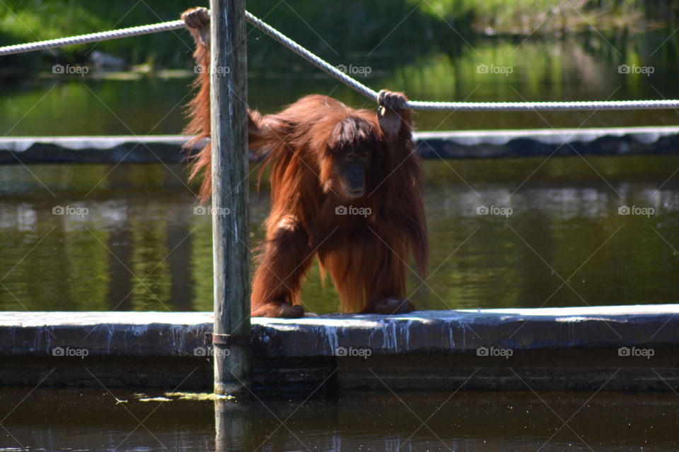 orangutang female