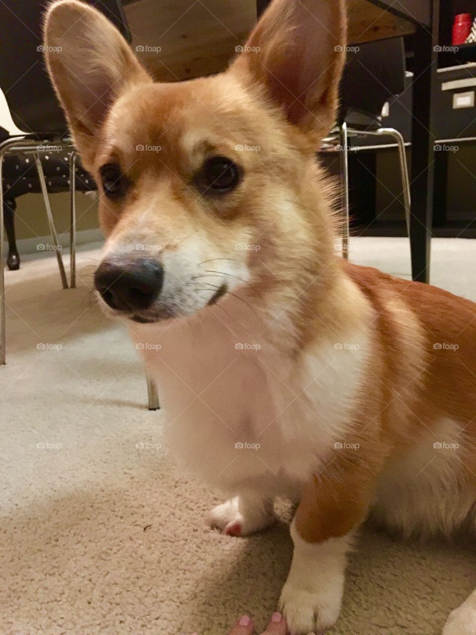 Corgi puppy dog looking carpet nose ears sit