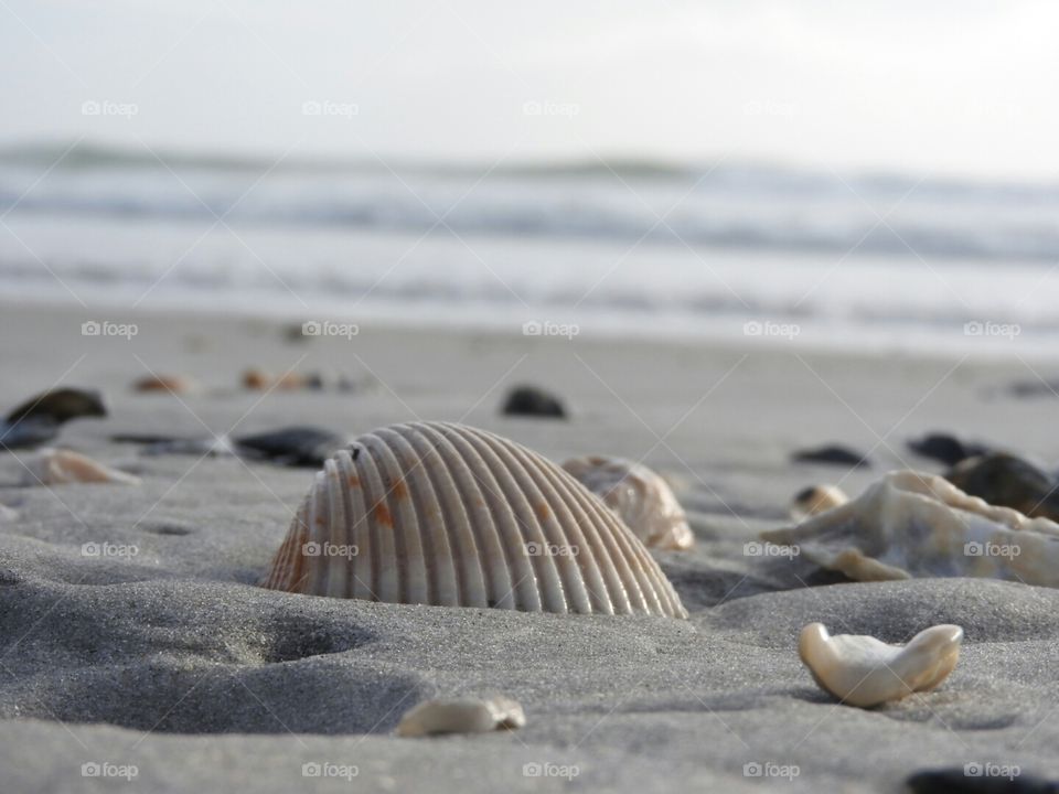 From the perspective of the seashell.