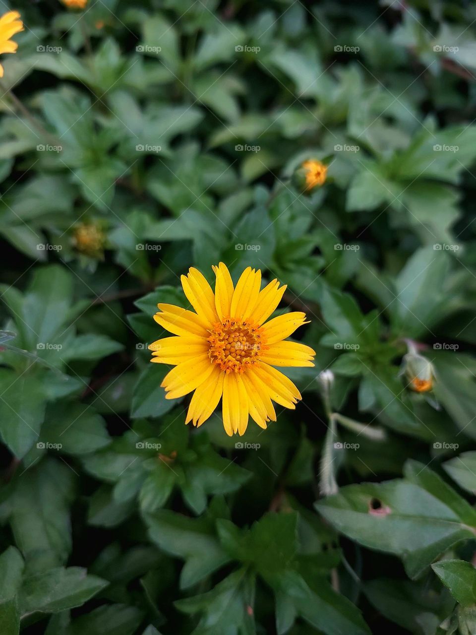 Close up macro shot of a bright yellow flower called the Singapore Daisy or Yellow Dots or Wedelia trilobata
