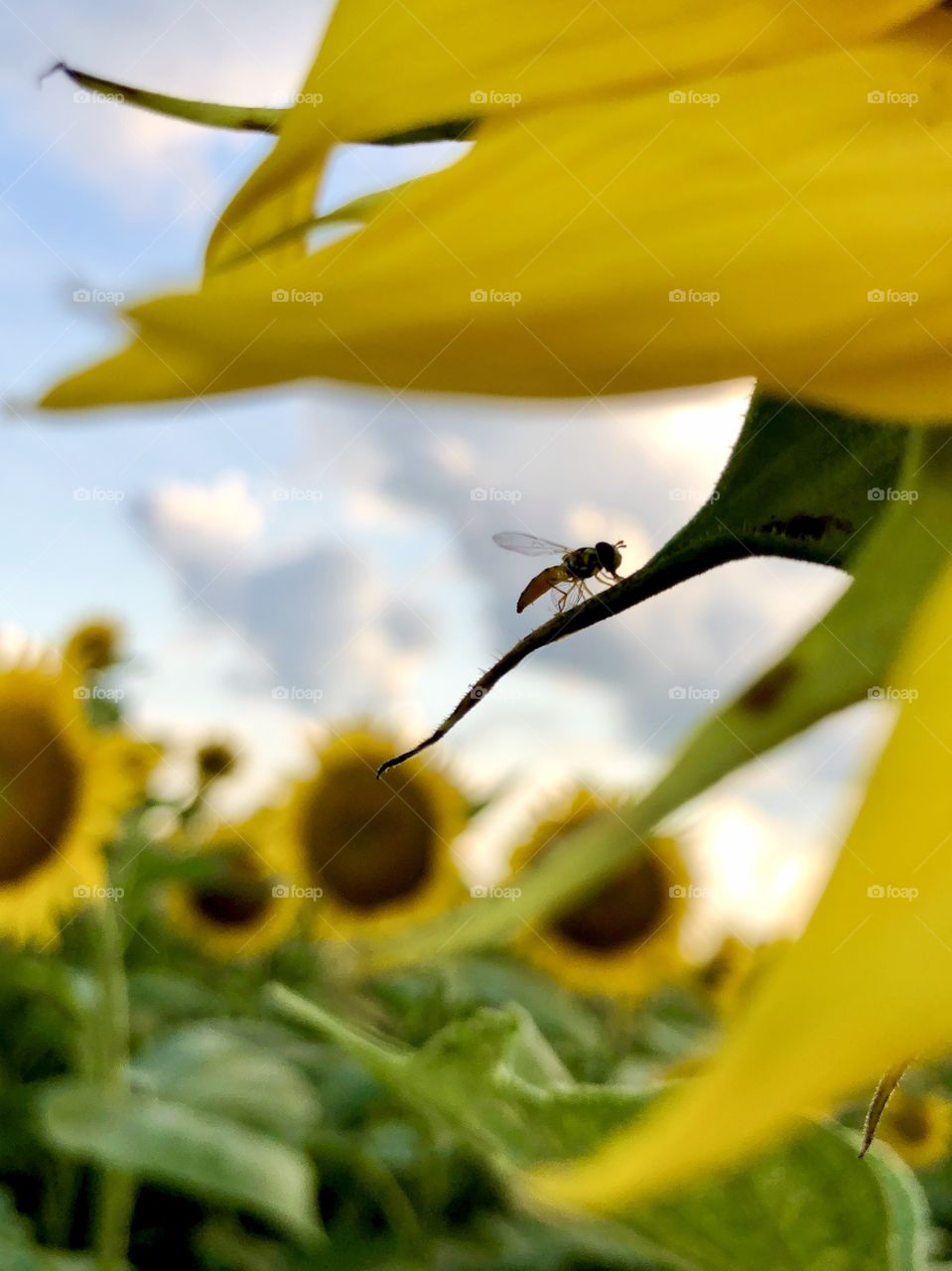 Tiny bee on sunflower petal in field 